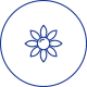 提亚蕾花提取